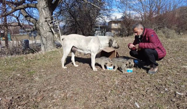 Sokak köpeğine mahalleli sahip çıkıyor