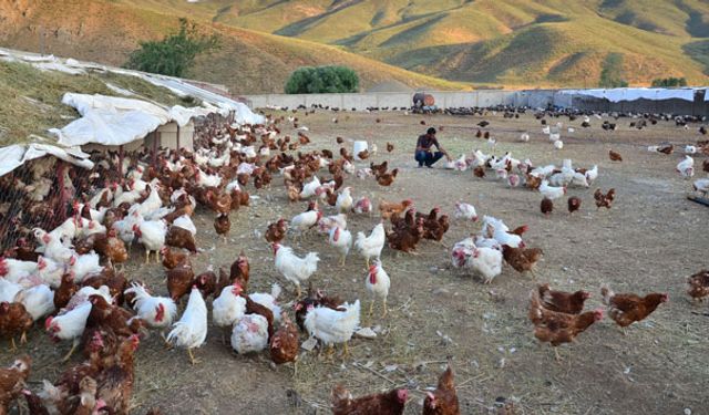 203 bin 64 ton tavuk, 1,84 milyar tavuk yumurtası üretildi