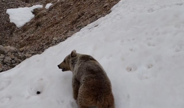 Munzur'da ayı ve dağ keçisi görüntülendi
