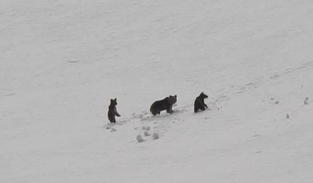 Ayı ve yavruları karlı arazide dolaşırken görüntülendi
