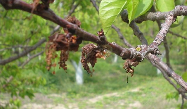 Tarım ve Orman İl Müdürlüğü’nden ‘çiçek monilyası’ uyarısı