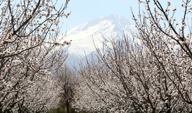 Erzincan çiçek açtı