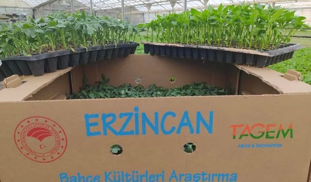 Erzincan Bahçe Kültürleri Araştırma Enstitüsü sebze fidelerinin satışına başladı