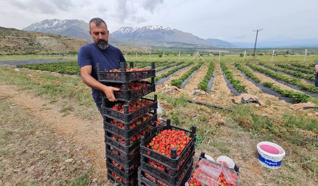 Yıllık 40 ton böğürtlen, 25 ton çilek üretiyor