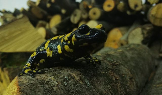 Benekli Semenderler Erzincan’da görüntülendi