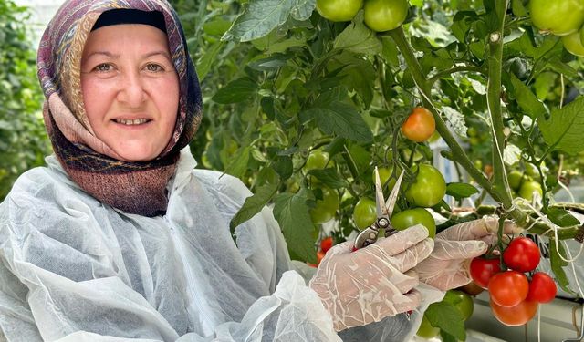 Erzincan'ın jeotermal ısıtmalı serasında ilk hasat gerçekleşti!