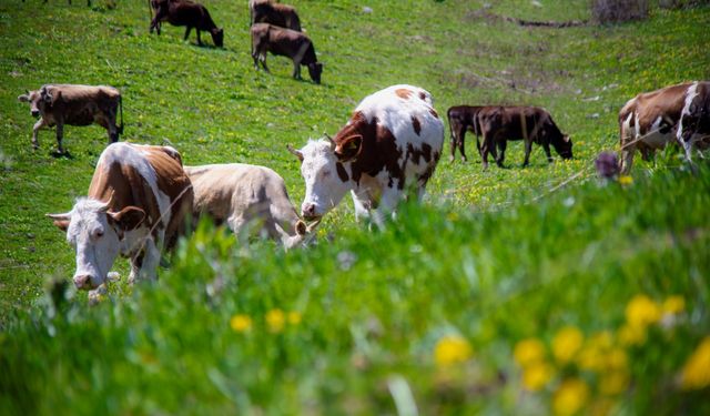 934 bin 396 ton inek sütü toplandı