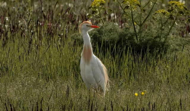 Kars'ta göçmen kuşlar yiyecek ararken görüntülendi