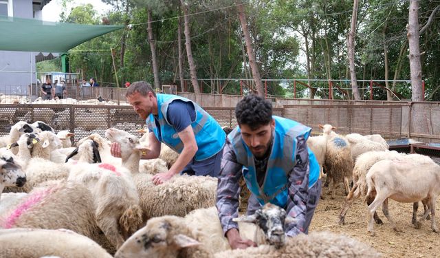 TDV “İlk Kurbanım İlk İyiliğim” kampanyasını sürdürüyor