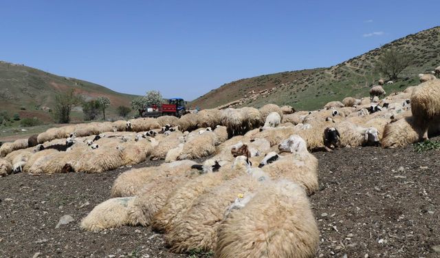 Veteriner hekimler hayvan sağlığı için çabalıyor