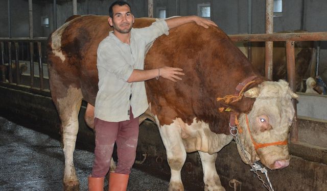 Ağrı, Ardahan ve Erzincan'da kurbanlık alışverişi hareketliliği