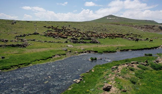 Ağrı'da göçerler Sinek Yaylası'nda çadırlarını kurmaya başladı