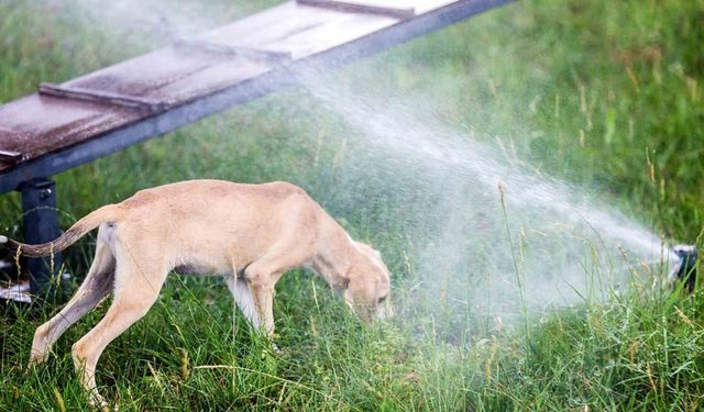 Antalya’da sokak hayvanlarına klimalı konfor