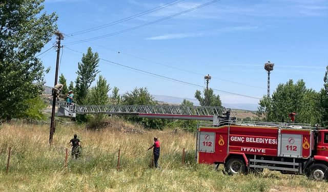 Bingöl'de itfaiye ekibi yıkılan leylek yuvasını onardı