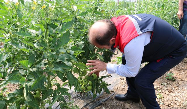 Domates güvesi %100’lere varan ürün kayıplarına neden olabiliyor