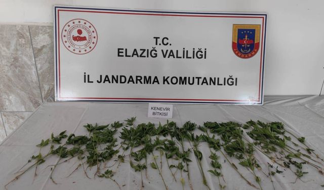 Elazığ'da bahçede Hint keneviri yetiştiren şüpheli yakalandı