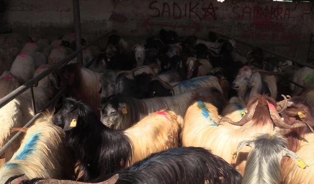 Elazığ'da hayvan pazarında denetim yapıldı