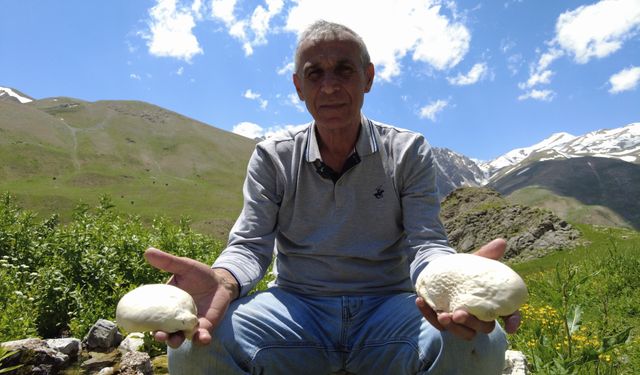 Mantar için engel tanımadan dağları aşıyorlar