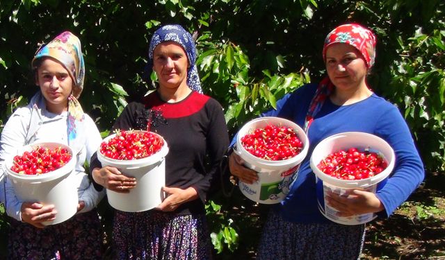 Erzincan'ın kirazları yurtiçi ve yurtdışı pazarında