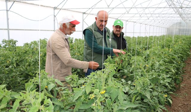 Erzincan'da Seracılık Gelişiyor: Domates ve Salatalık Üretimi Ön Planda