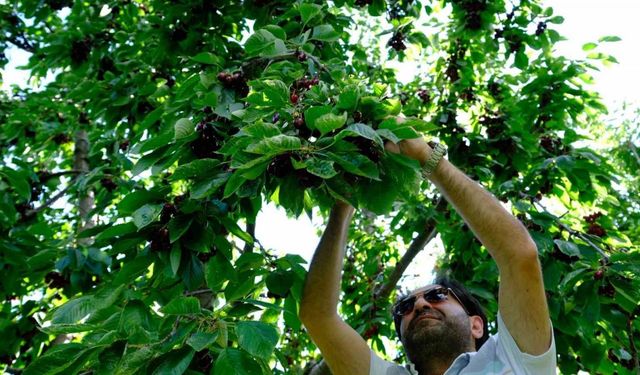 Erzincan’da dalları bastı kiraz