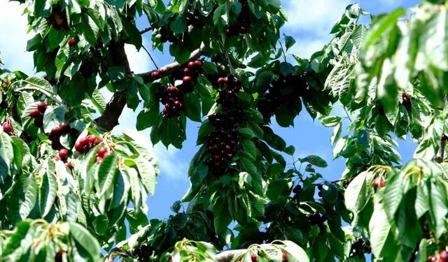 Erzincan’da kiraz ağacından düşme vakaları arttı