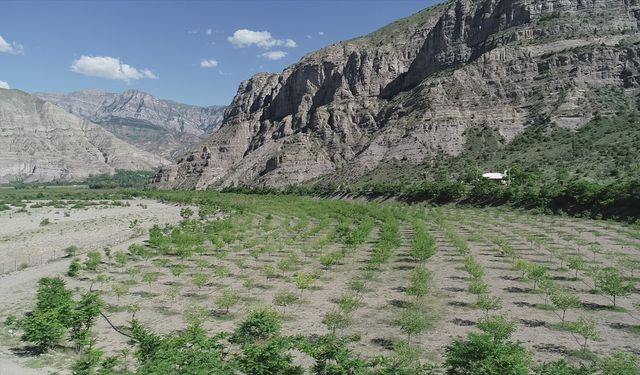 Erzurum'un örnek dut bahçesinden 2 ton pekmez üretimi hedefleniyor