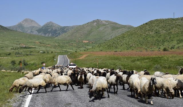 Göçerlerin yaylalara yolculuğu devam ediyor