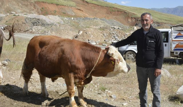 Hakkari ve Bitlis'te besicilerin kurbanlık mesaisi devam ediyor