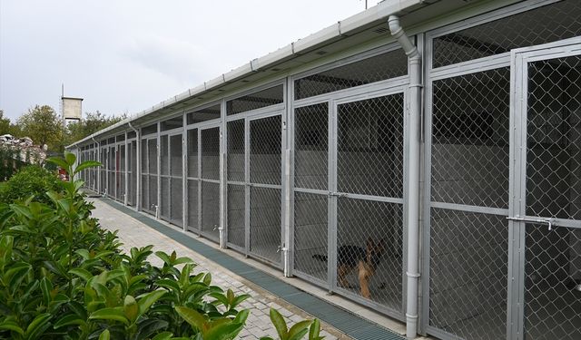 Karmod'dan sokak köpekleri için prefabrik hayvan barınağı projesi