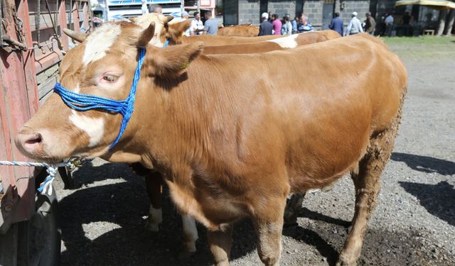 Kars, Ardahan ve Ağrı'daki kurban pazarlarında hareketlilik arttı