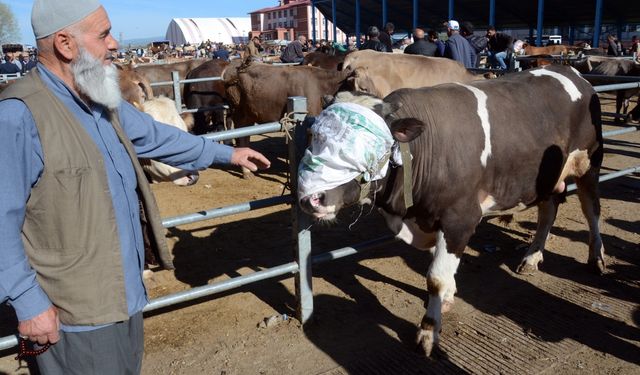 Kars'ta kurbanlık alışverişi hareketliliği