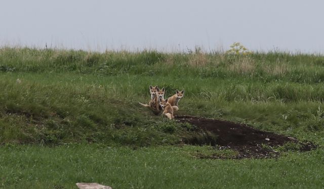 Kars'ta yuvalarından çıkan tilki ailesi yavrularıyla görüntülendi