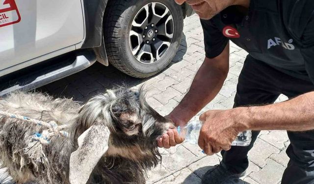 Kayalıklarda mahsur kalan kurbanlık keçiyi AFAD ekipleri kurtardı