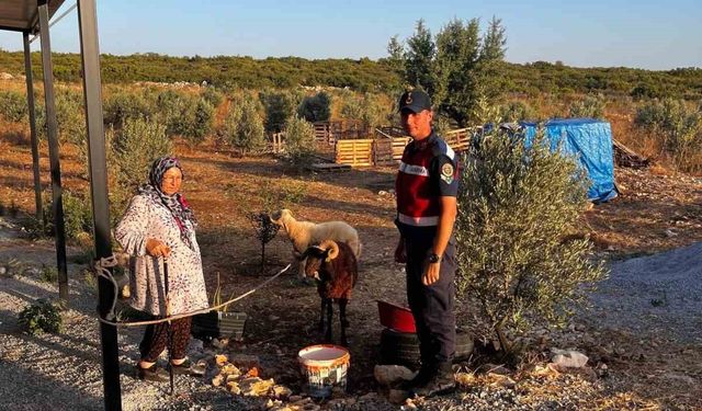 Kaybolan hayvanları jandarma buldu