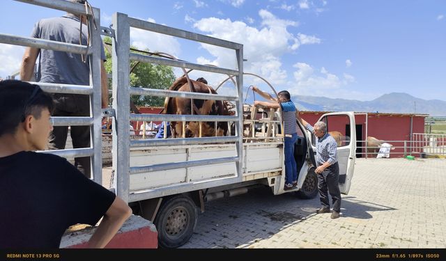 Kurban ortamları günden güne iyileşiyor