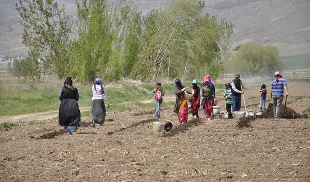 Mevsimlik Tarım İşçileri Erzincan Tarlalarında Aile Bütçelerine Katkı Sağlıyor