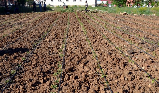 Muş'ta öğretmen ve öğrenciler, bostana dönüştürdükleri alana sebze ve meyve tohumları ekti