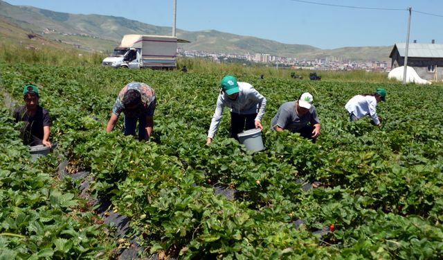 Muş'ta üreticiler çilek hasadına başladı