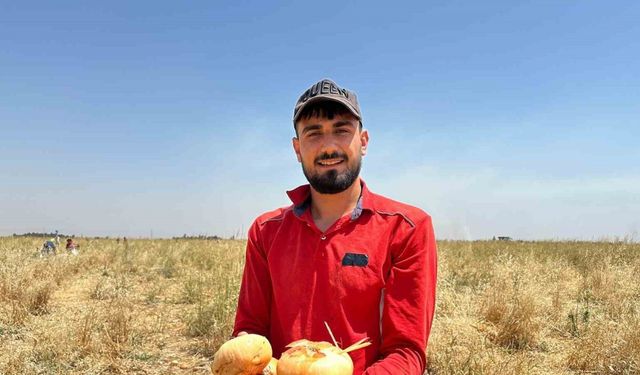 Satamadığı soğanı hayrına dağıttı, yüzlerce kişi tarlaya akın etti