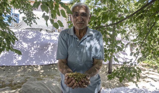 Tunceli'de 1500 dekarda üretilen tescilli dut, köylülerin geçim kaynağı oldu