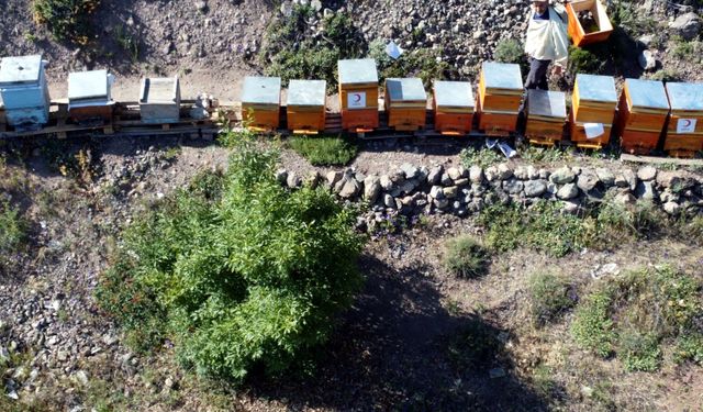 Türk Kızılayın aldığı kovanlara arıcılar bakacak, balın geliri öğrencilere burs olacak