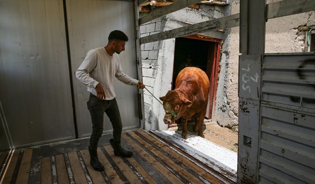 Van'dan batıdaki illere kurbanlık sevkiyatı sürüyor