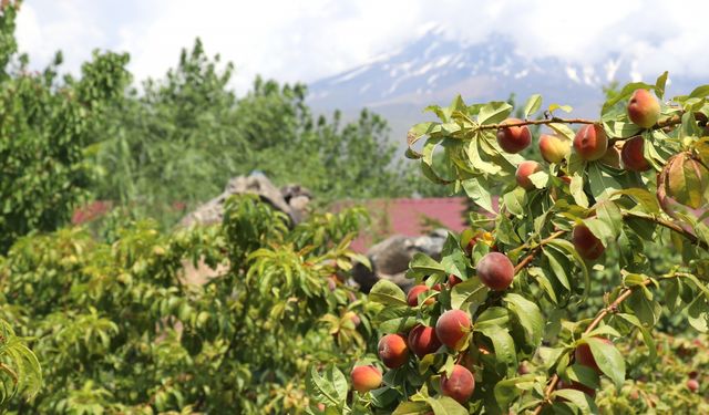 Ağrı Dağı eteklerindeki bahçede kayısı hasadı