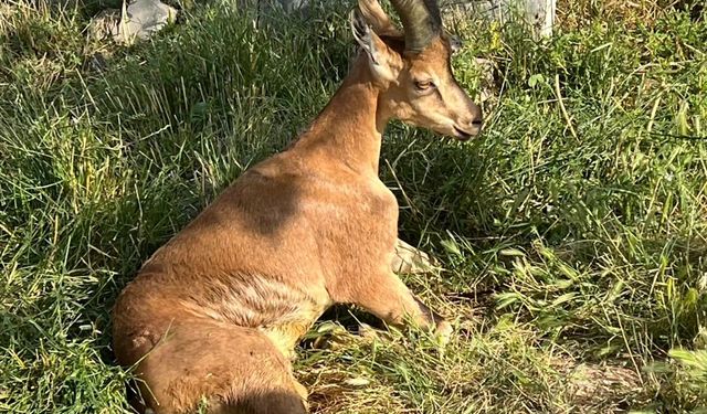 Ağrı'da araç çarpması sonucu yaralanan yaban keçisi tedaviye alındı