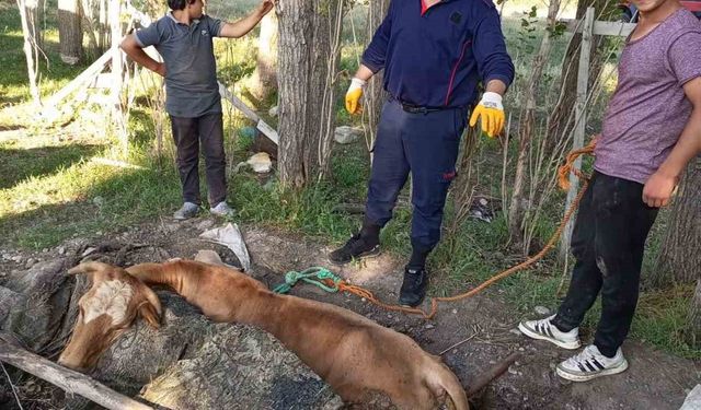 Ağrı’da itfaiye, yangın merdiveniyle ineği kurtardı