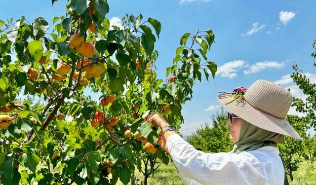 Ağrı’nın volkanik topraklarında 6 ton kayısı hasadı yapıldı