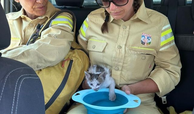 AKUT Kuşadası ekibi, orman yangının ardından hayvanlara destek sağladı