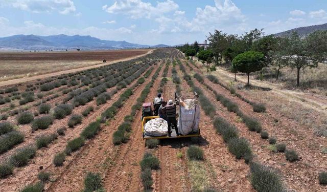 Başkan Altay: "Lavanta desteğiyle hem bölge turizmine hem de çiftçimize katkı sağladık"