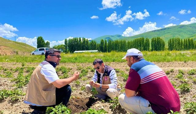 Bayburt’ta patates ekili alanlarda hastalık ve zararlı kontrolleri yapıldı